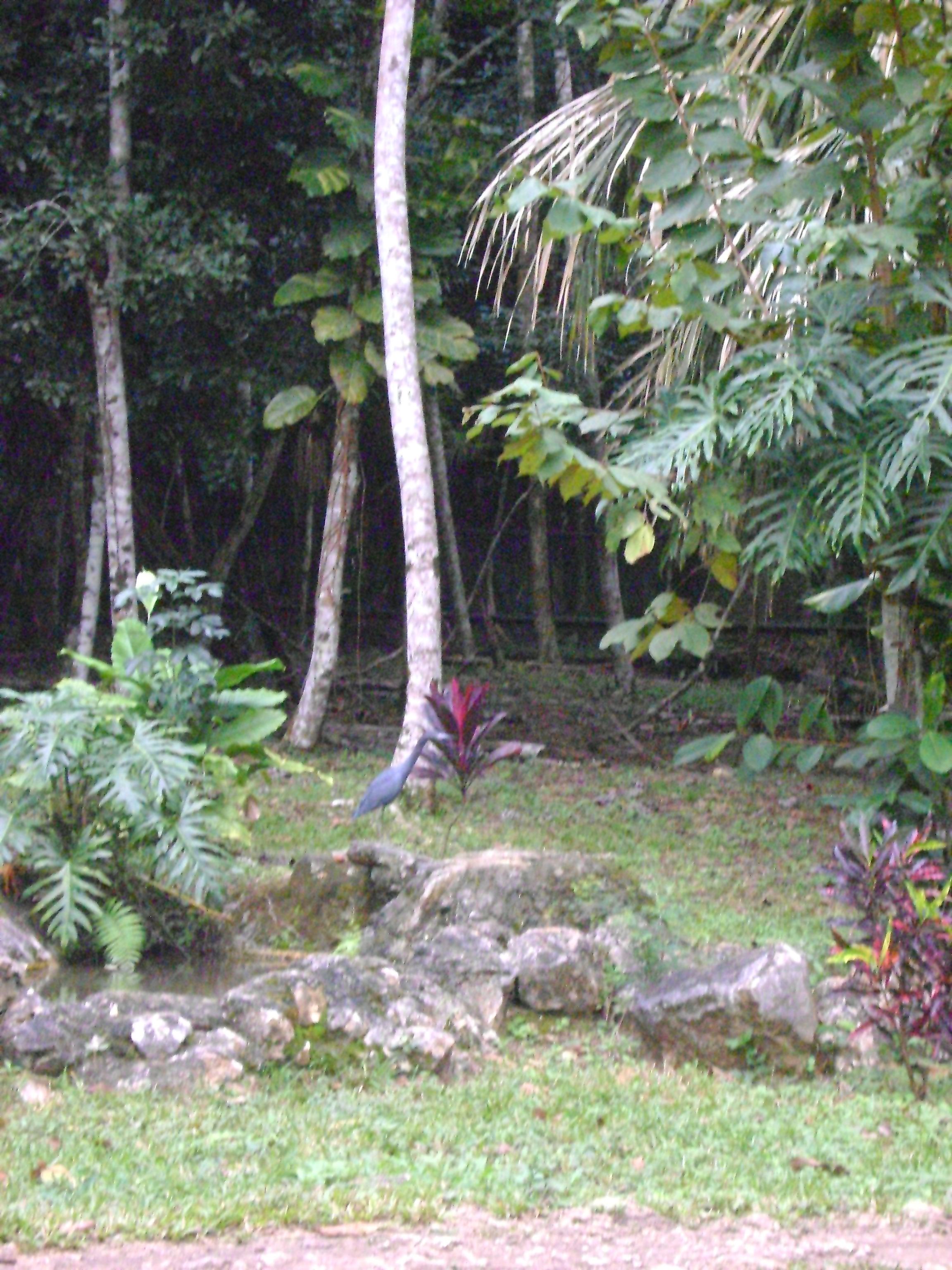 A natural landscape with trees, rocks, and a bird.