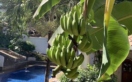 A pool area with a banana tree and lush greenery.