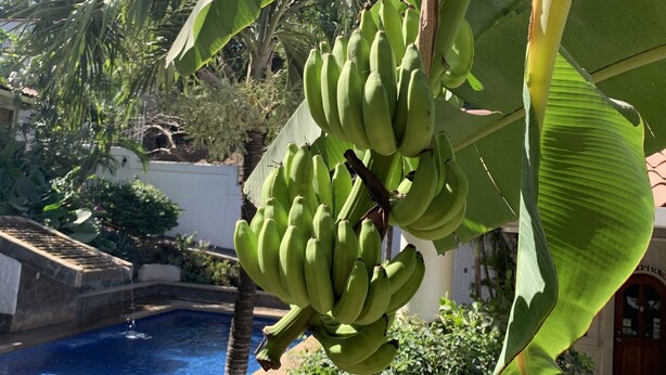 A pool area with a banana tree and lush greenery.