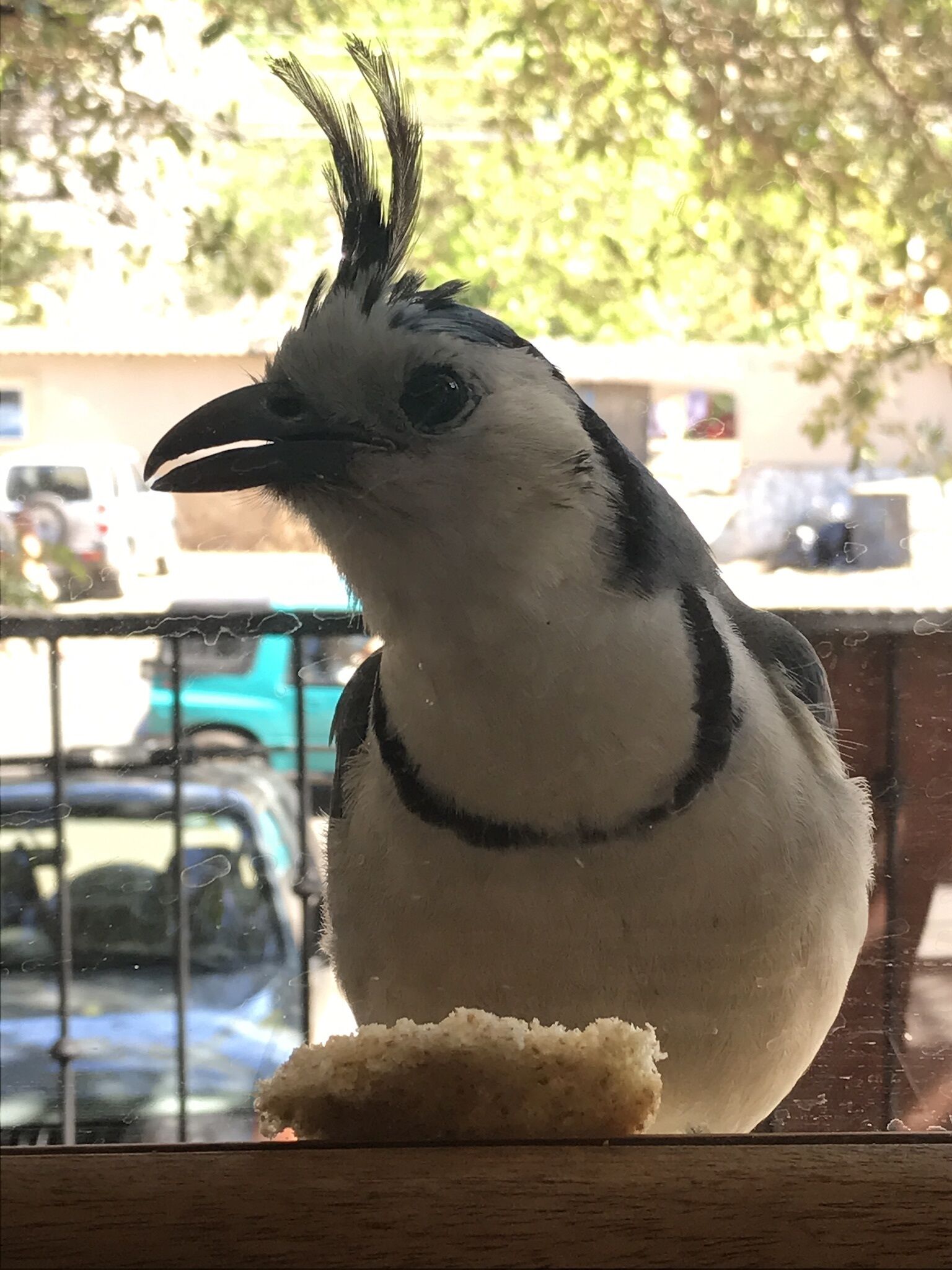 مطعم