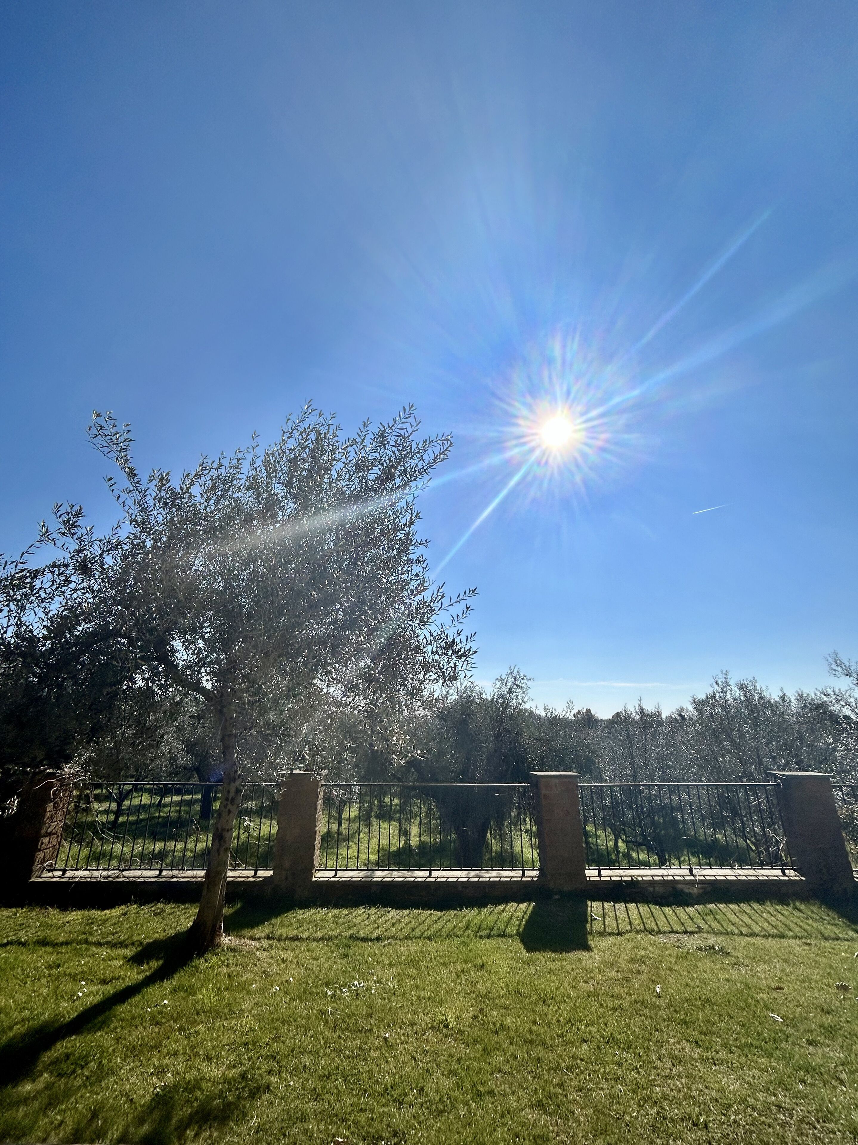 A sunny outdoor area with a metal fence, grass, and trees.