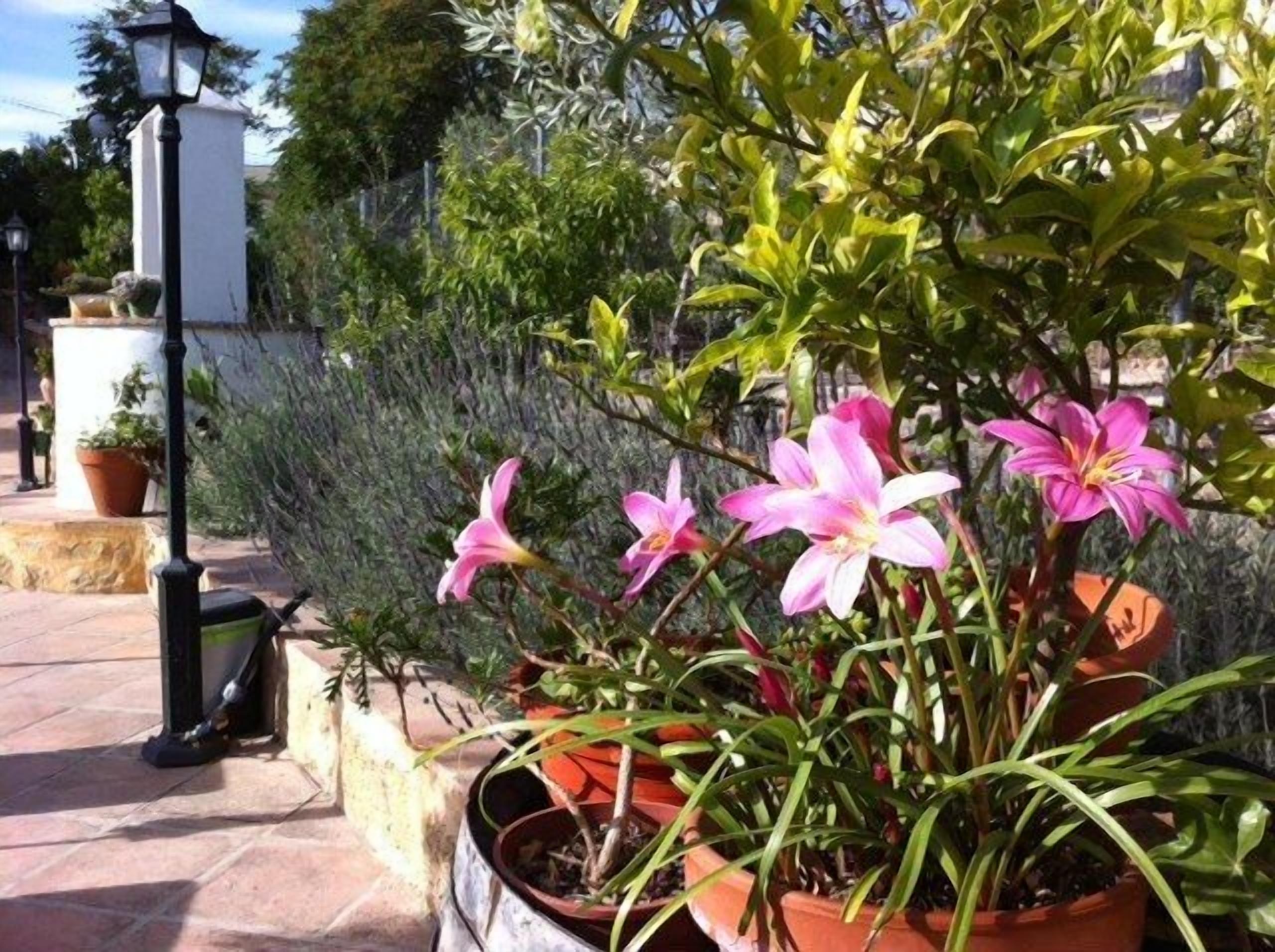 Un jardín con plantas en macetas y flores, un farol y un muro de piedra.