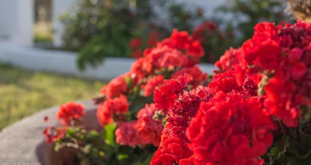 A close-up of vibrant red flowers in a garden setting.