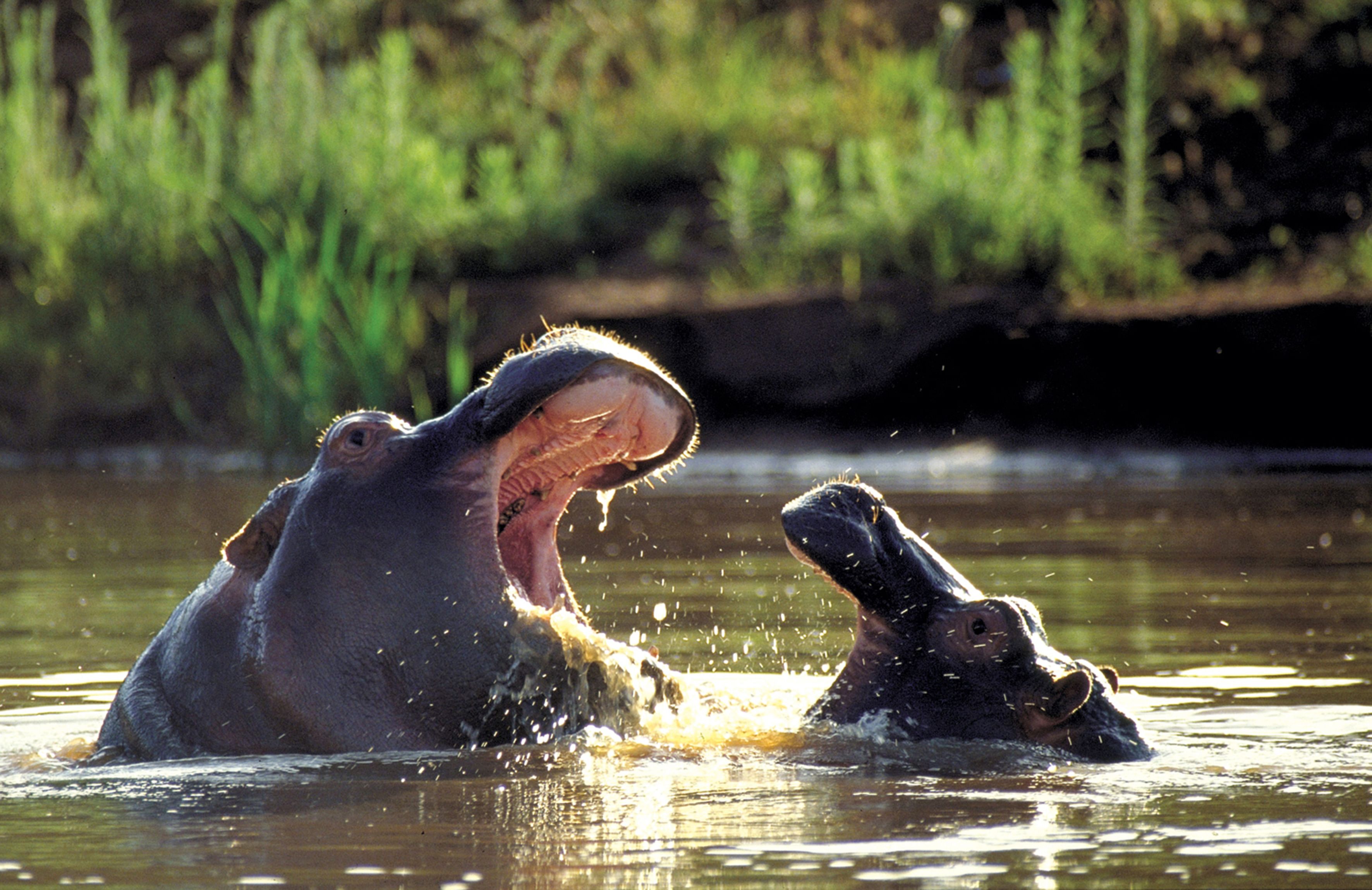 Two hippos in water with their mouths open, splashing water.