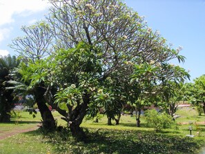 A large tree with dense foliage and white flowers in a landscaped garden. - Retaj Moroni Hotel (Moroni)