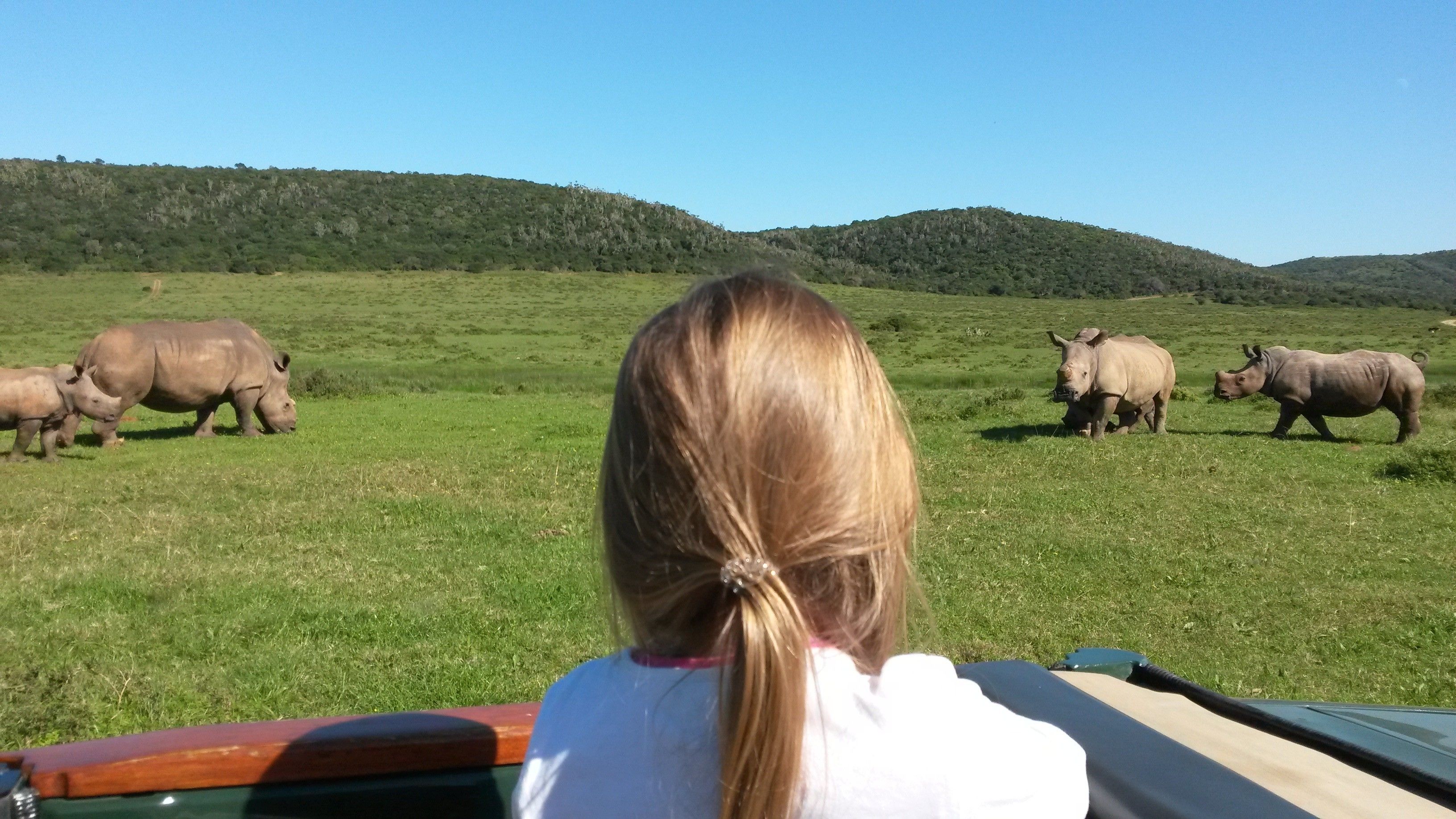 A vehicle with a person in the backseat, observing rhinoceroses in a grassy field.