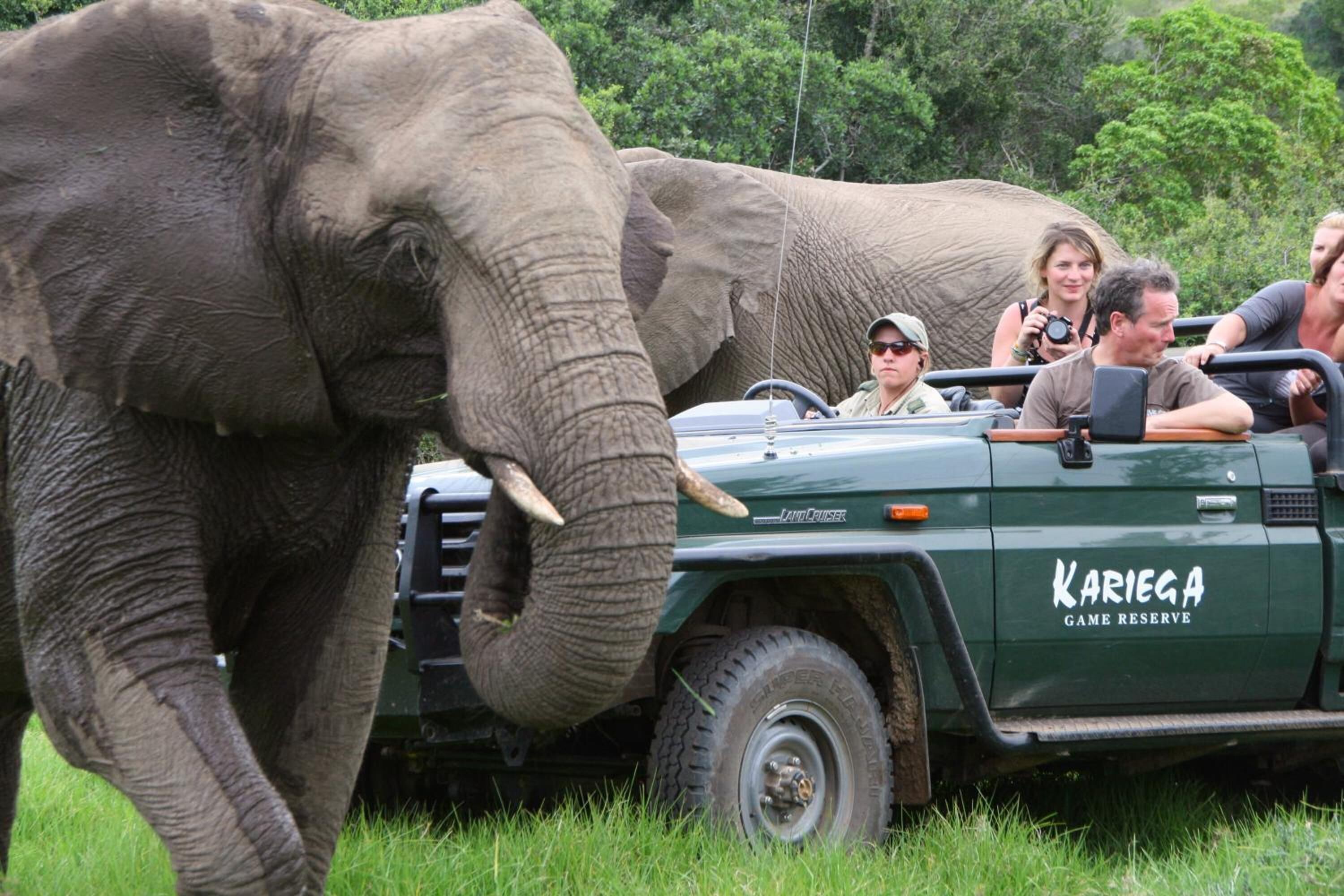 Ein Safari-Fahrzeug mit dem Schriftzug 'Kariega Game Reserve', Fahrgäste beobachten Elefanten.