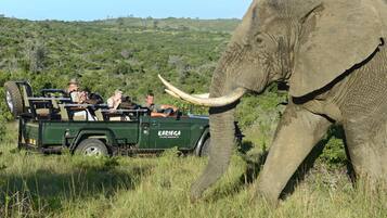A safari vehicle with passengers observing an elephant with tusks.