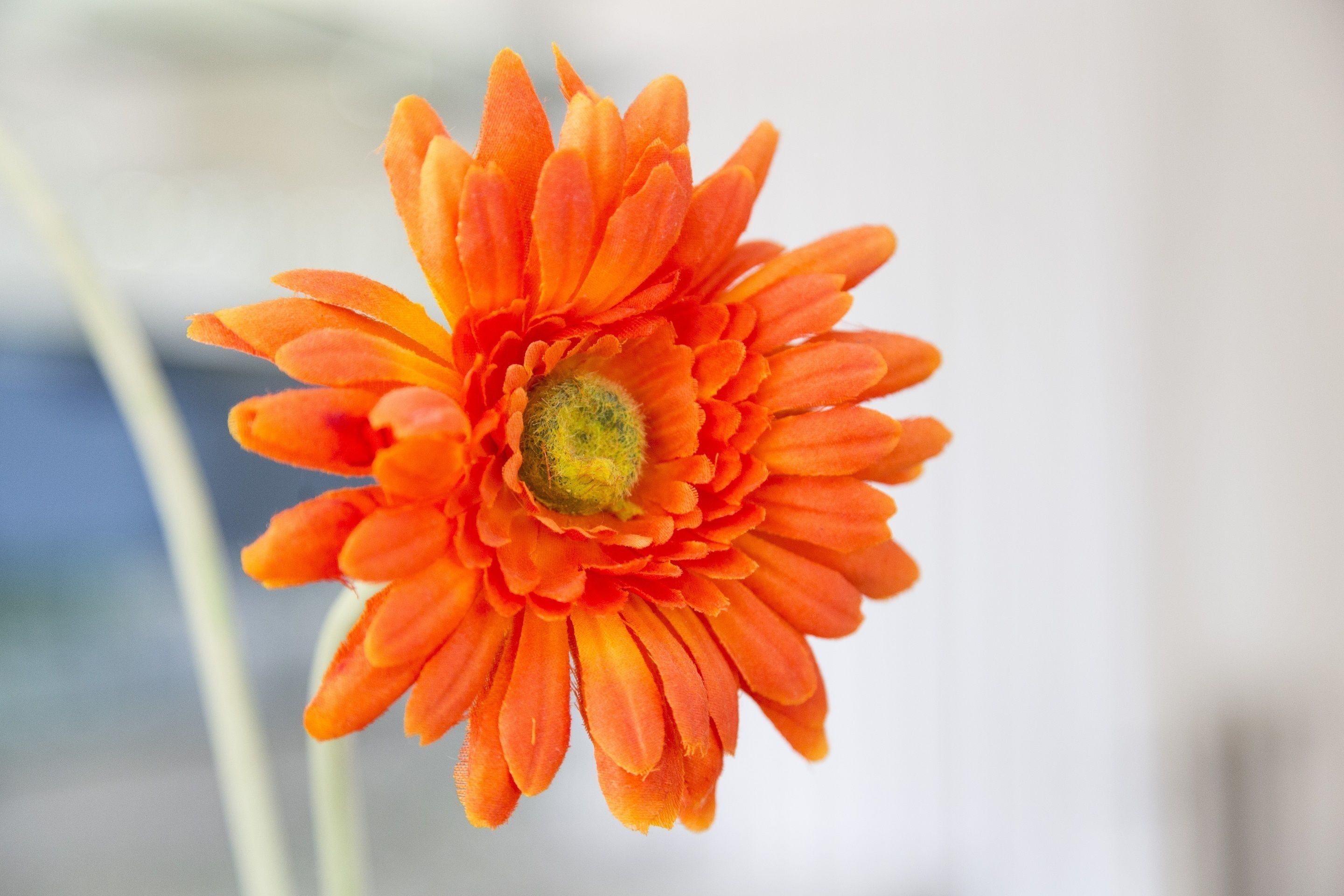 Eine einzelne, orangefarbene Blüte mit grünem Kern.