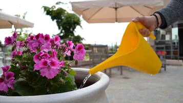 En person som vattnar rosa blommor i en stor kruka.