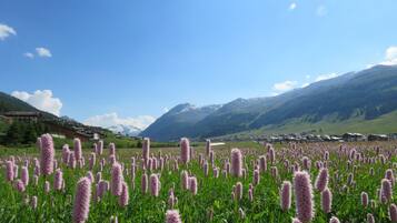 Een veld met roze bloemen, met op de achtergrond een berg en een dorp in de verte.