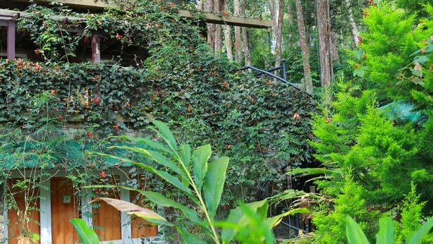 Un bâtiment rustique en bois, doté d’un balcon, entouré d’une végétation luxuriante et d’arbres imposants.