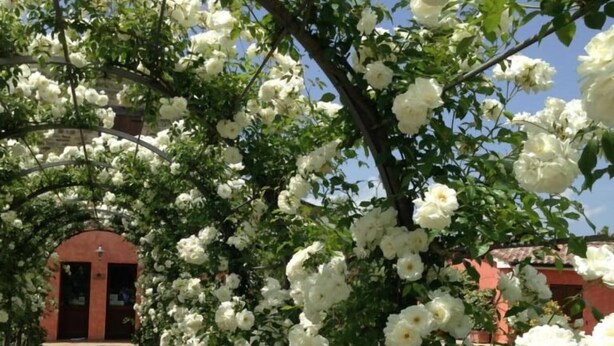 A pathway lined with white flowers and a red building in the background.