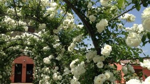 A pathway lined with white flowers and a red building in the background. - Casale Le Selvette (Perugia)