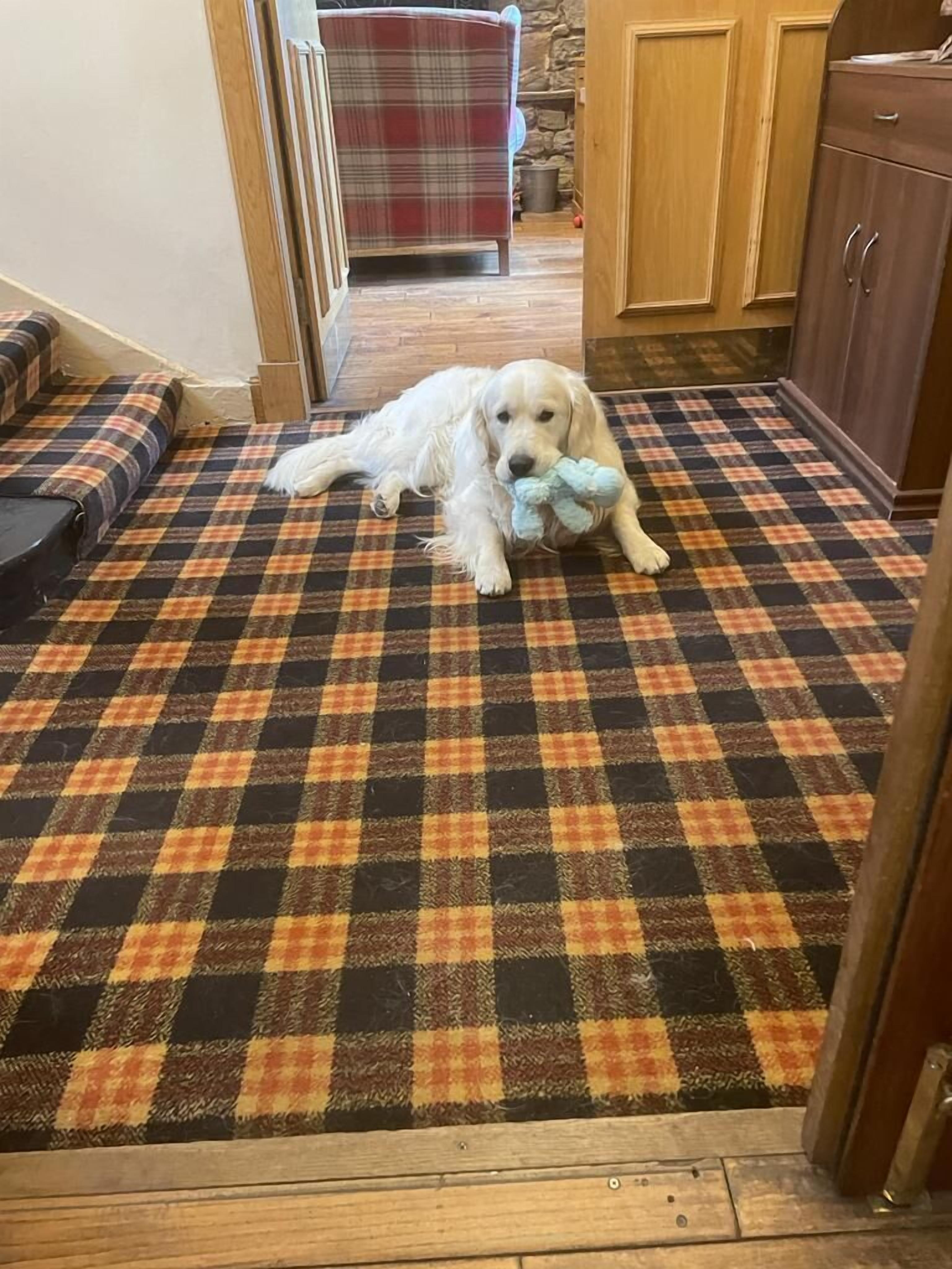 A dog lying on a checkered floor with a plush toy, a wooden cabinet, and a plaid sofa in the background.