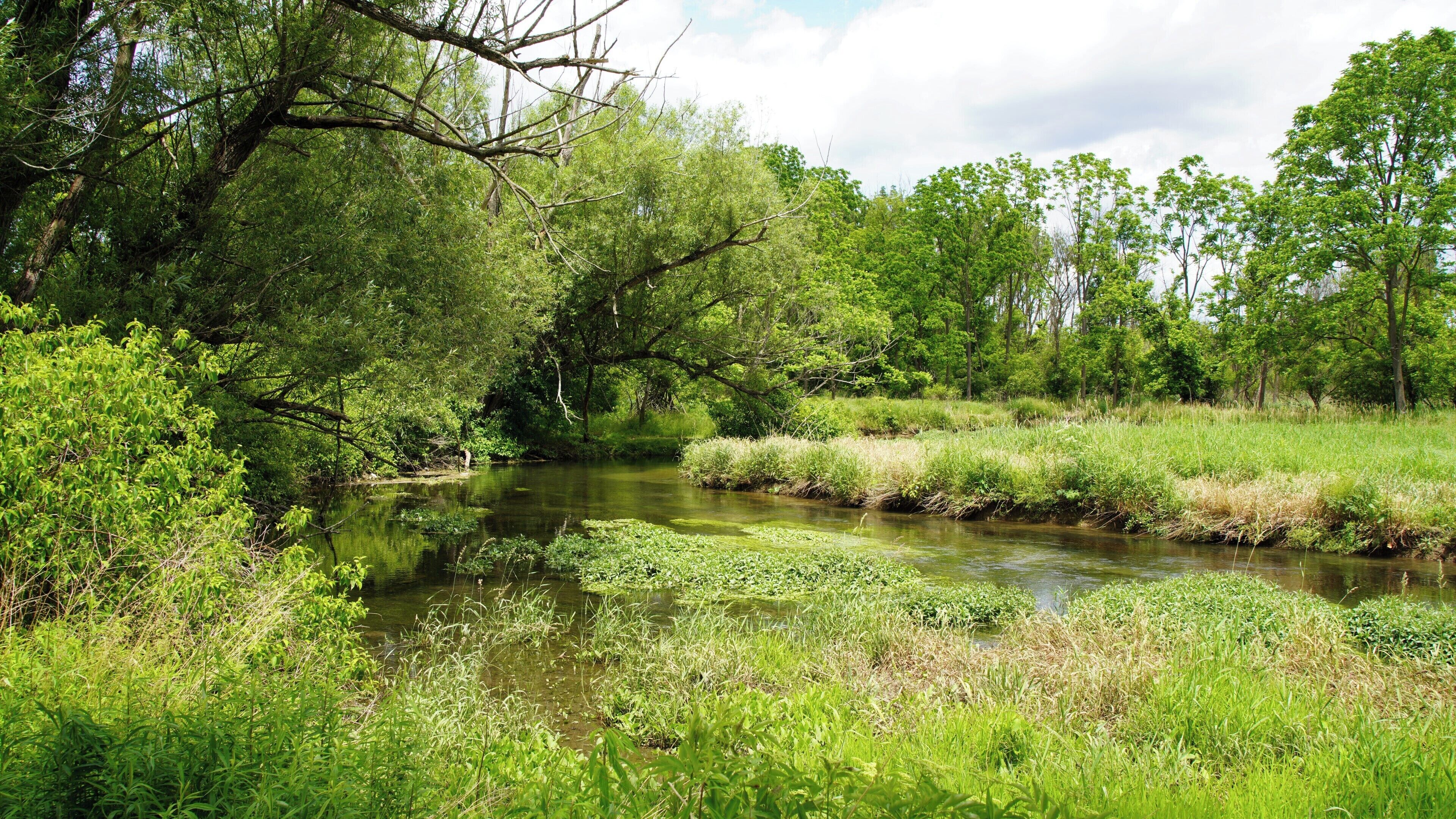 A river surrounded by lush greenery and trees.