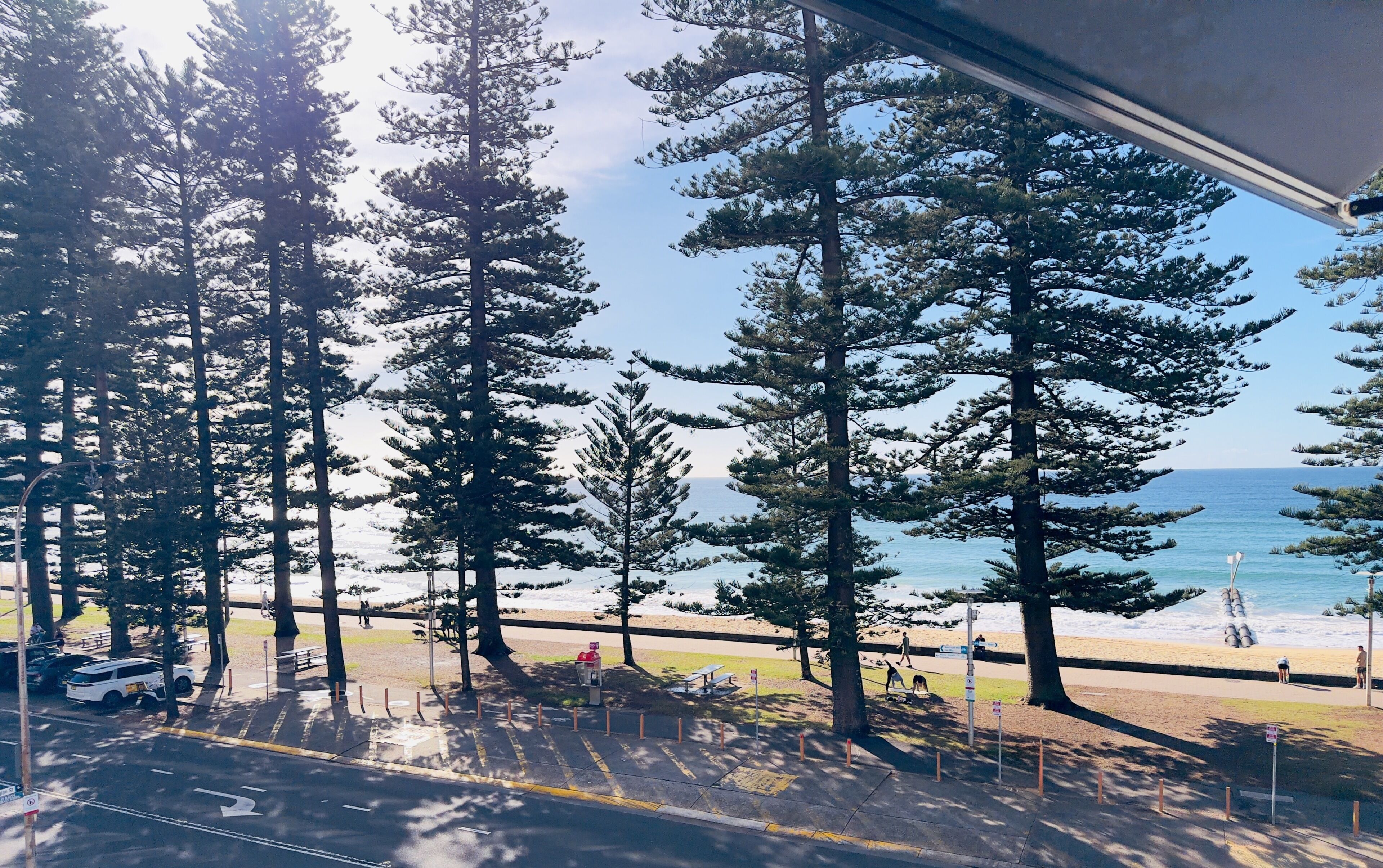 Vista de una playa con altos pinos y cielo despejado.