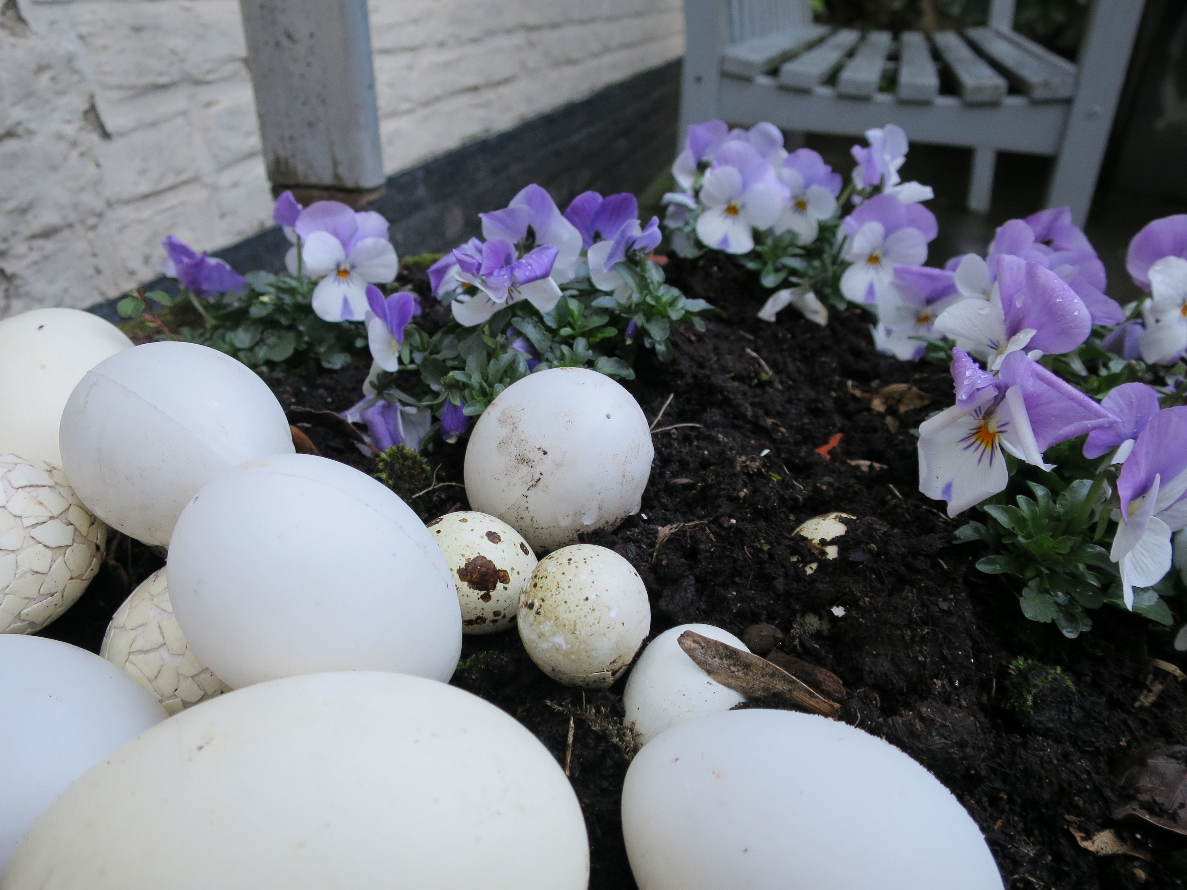 Foto - Hotel Alegria