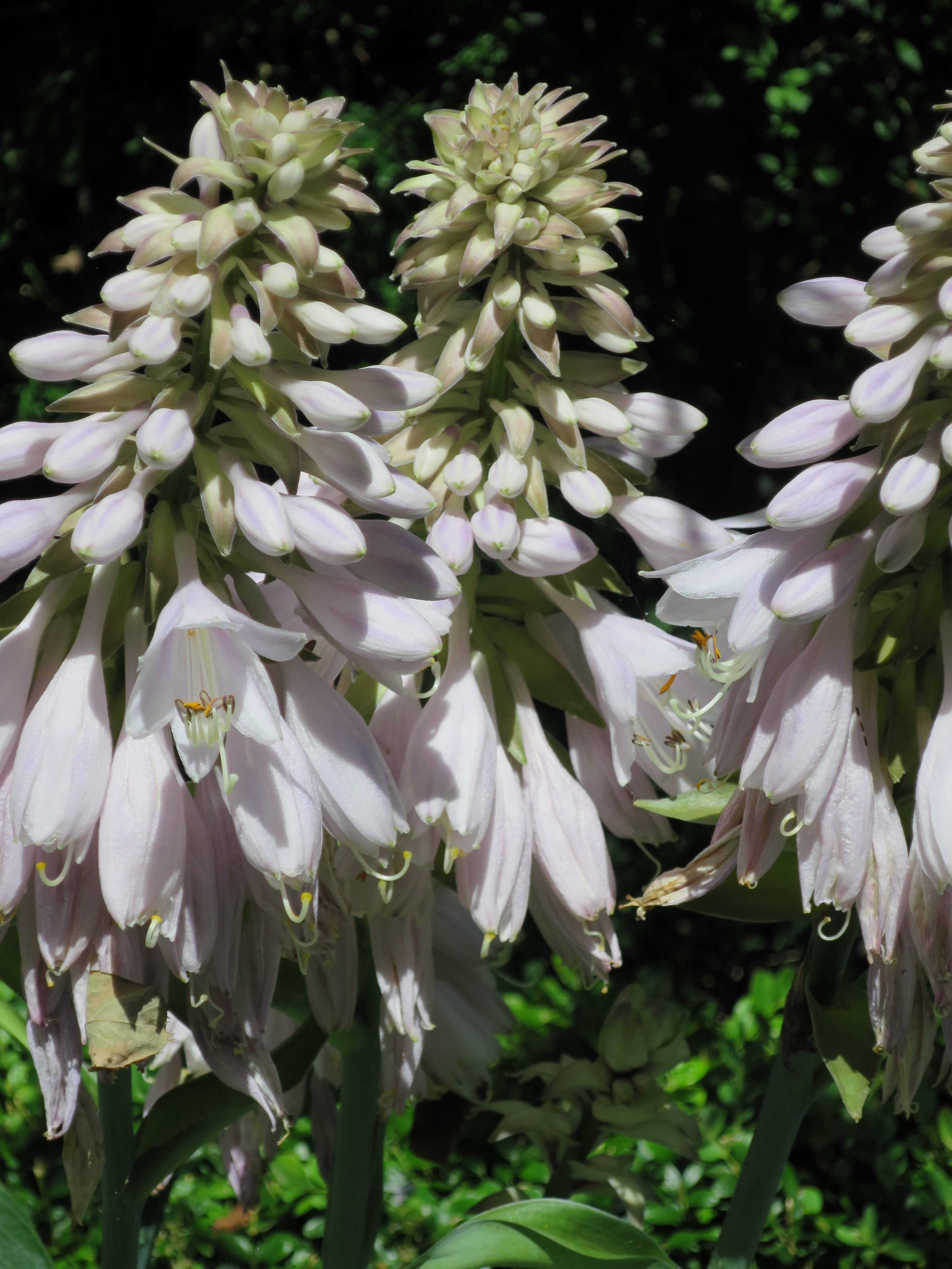 Foto - Hotel Alegria