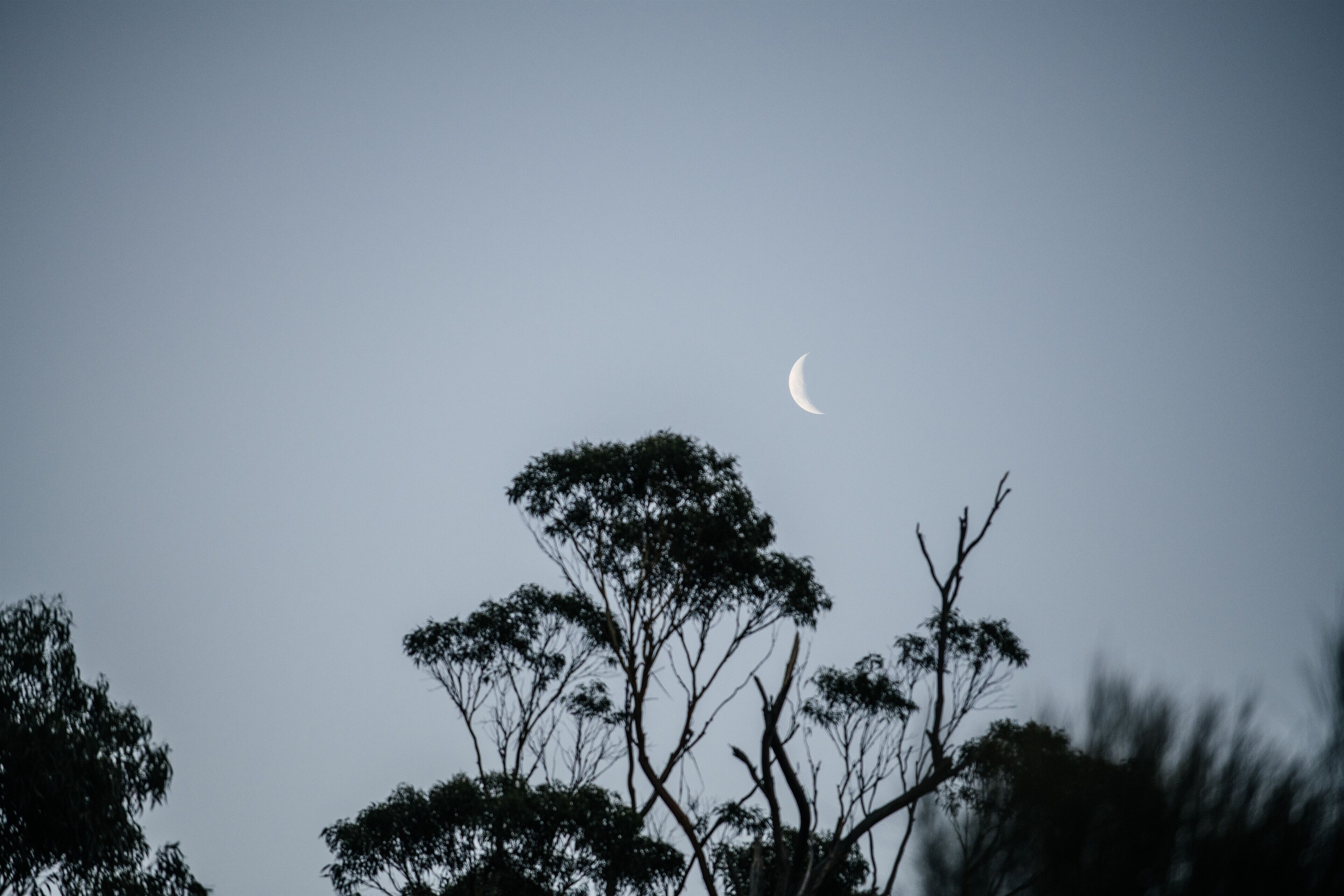 A crescent moon in a clear sky with silhouetted trees.