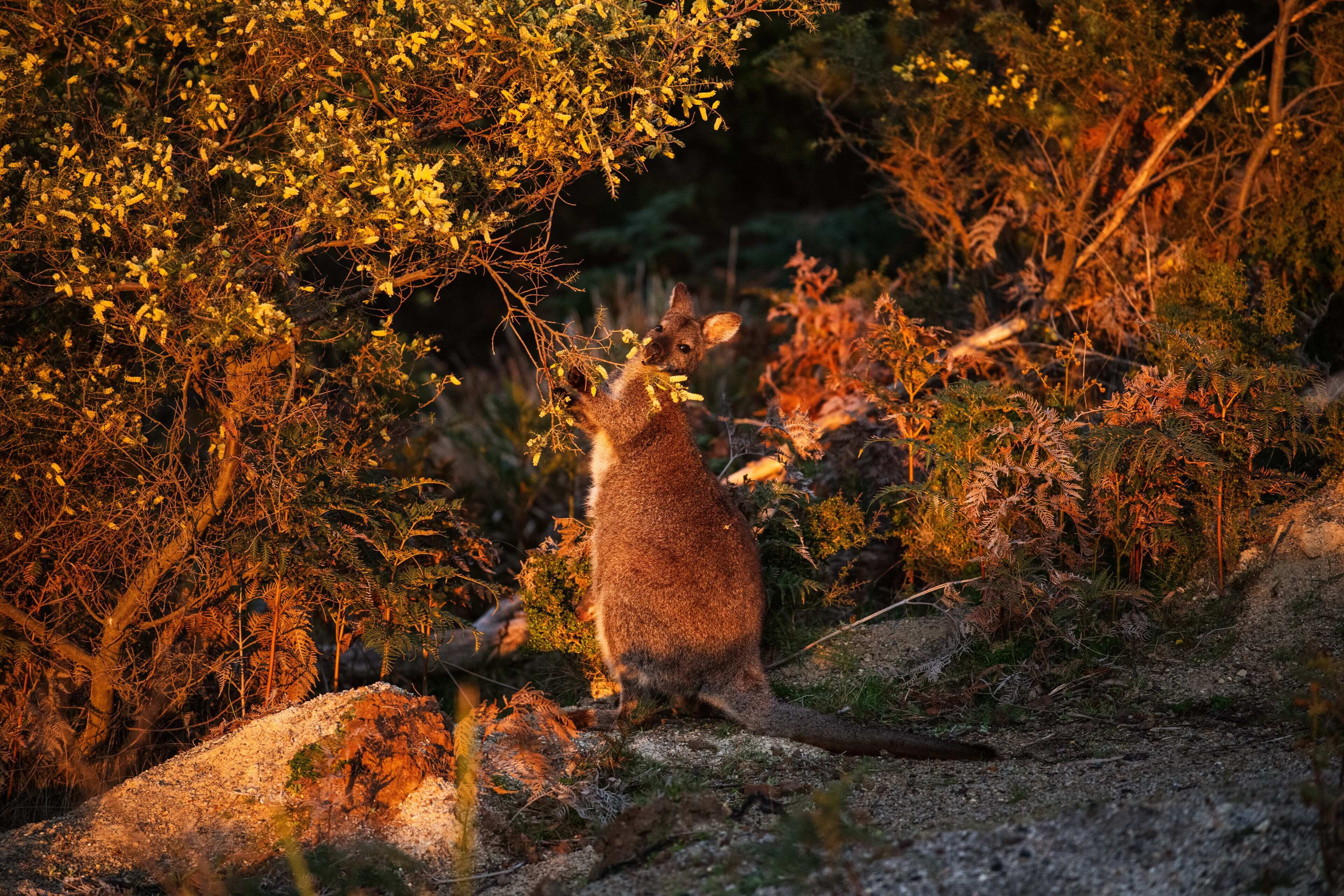 A kangaroo in a natural setting with dense foliage and rocky terrain.