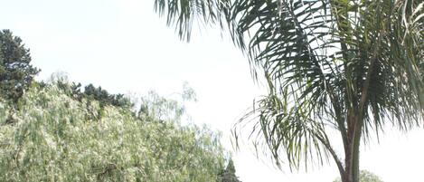 A well-maintained garden with a palm tree, white lounge chairs, and a lawn.