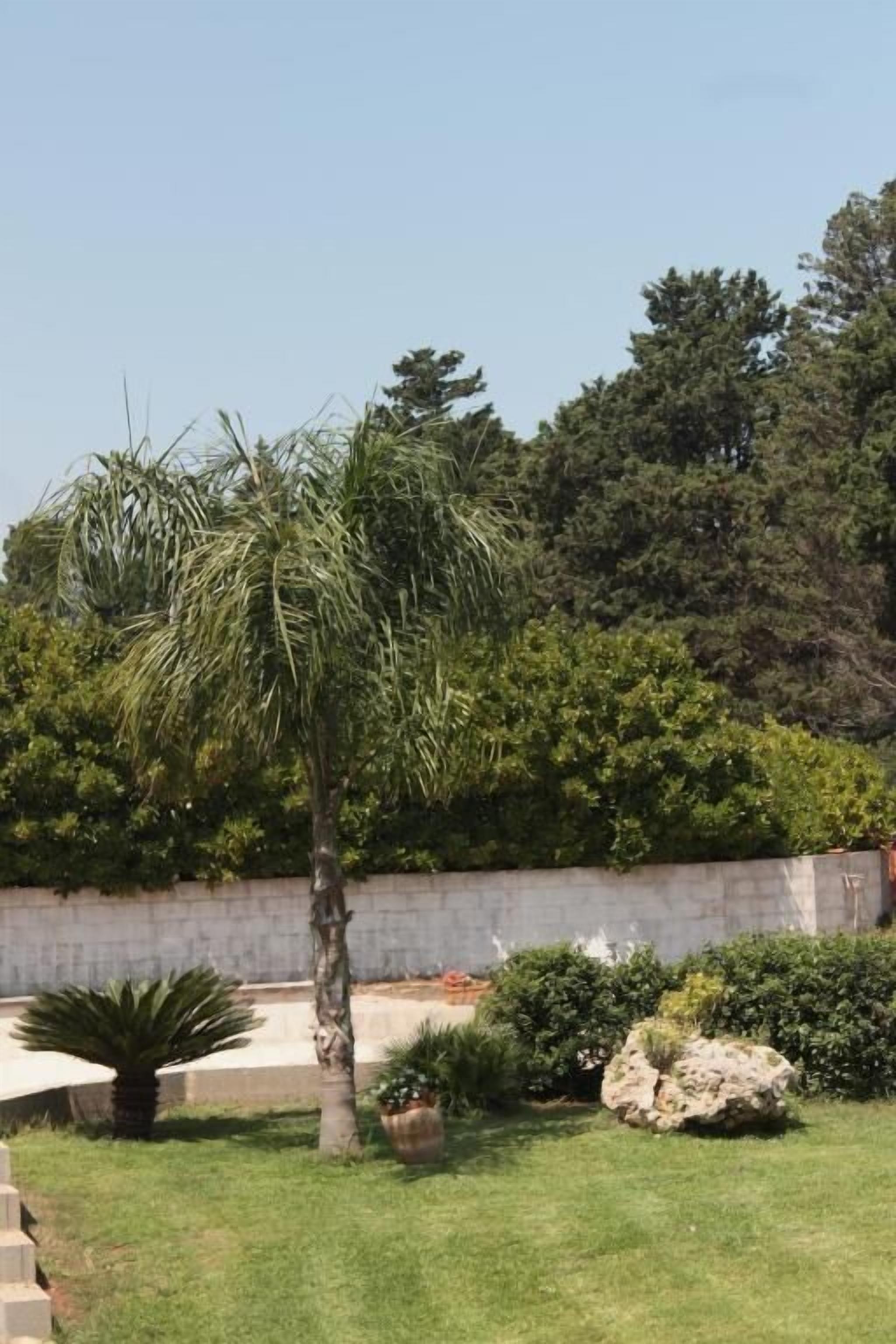 Un jardín bien cuidado con una palmera, una roca y diversos arbustos.