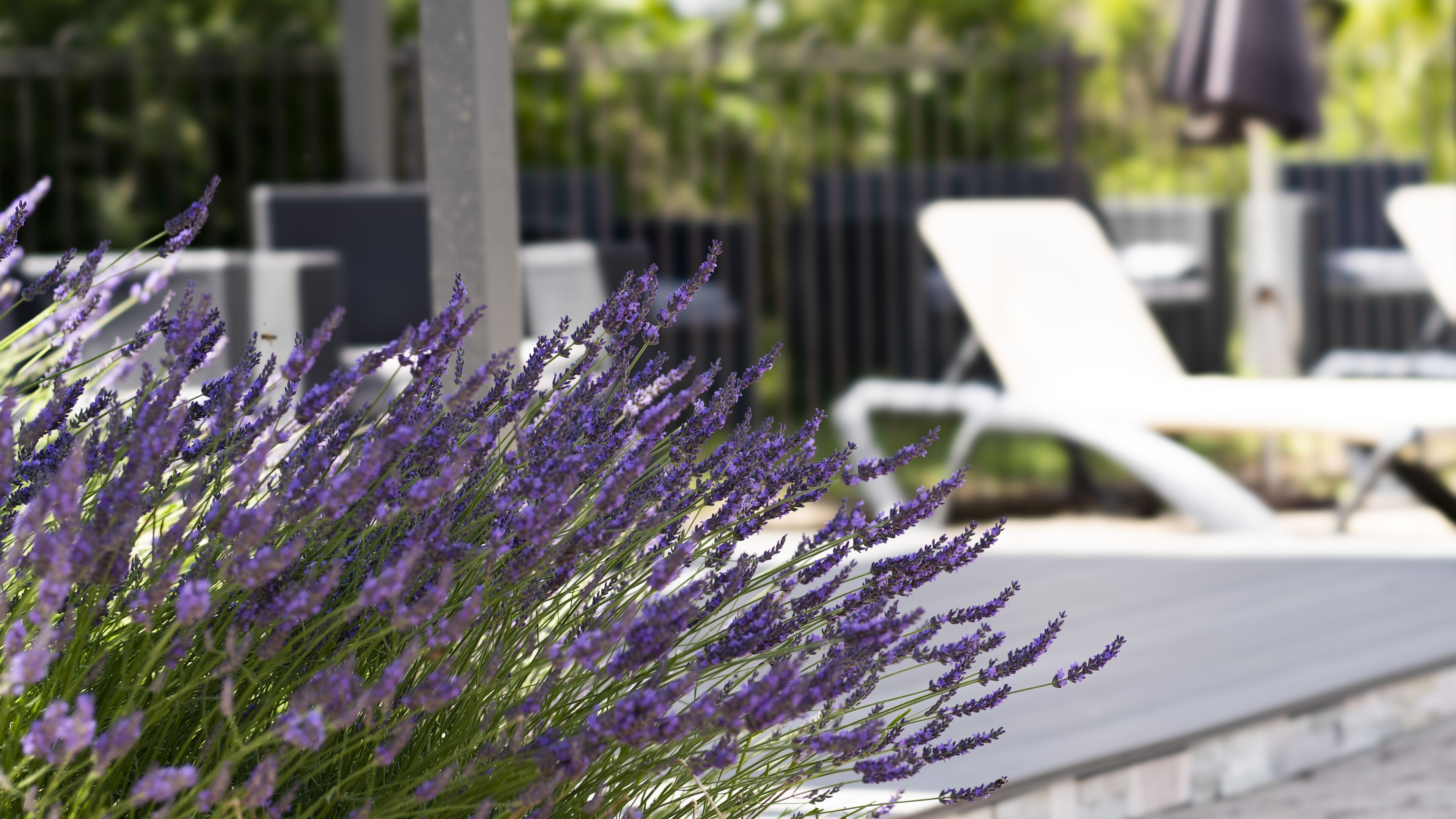 Una hilera de sillas de lounge blancas y una hilera de plantas de lavanda morada.