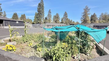 A garden with various plants and a blue tarp structure.