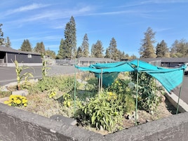 A garden with various plants and a blue tarp structure.