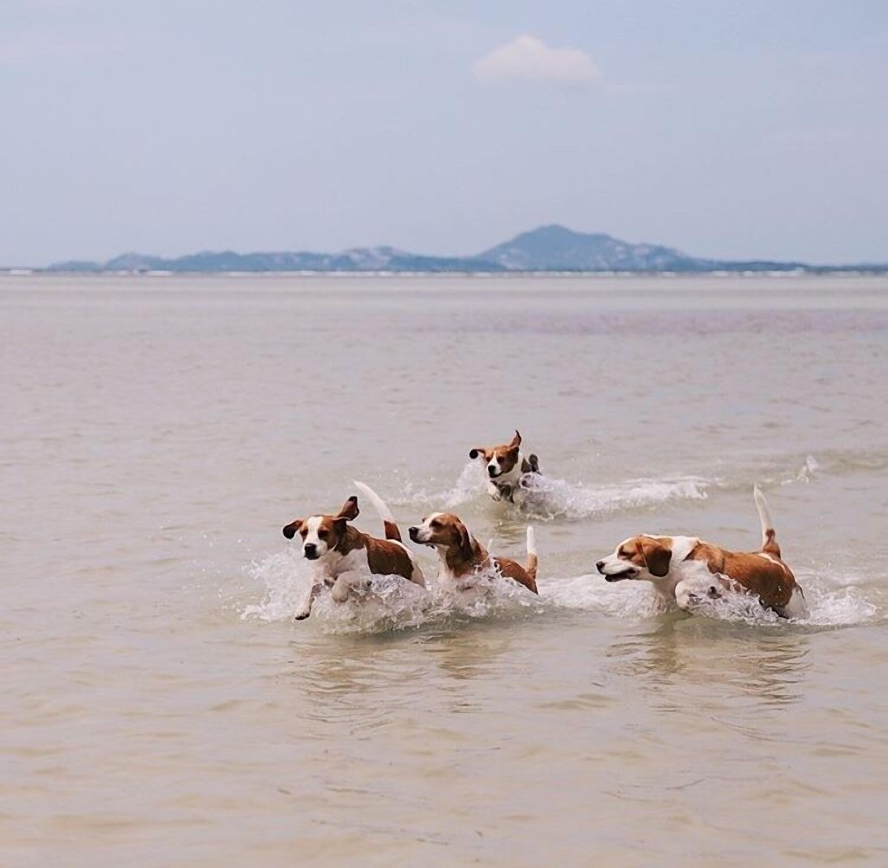 on the beach, free beach cabanas, sun-loungers, beach umbrellas