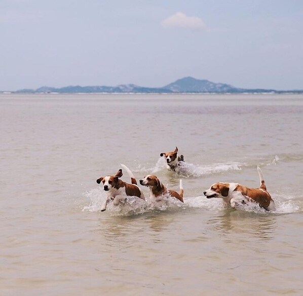 Four dogs running in the water. - Chantaramas Resort (Ko Pha-ngan)