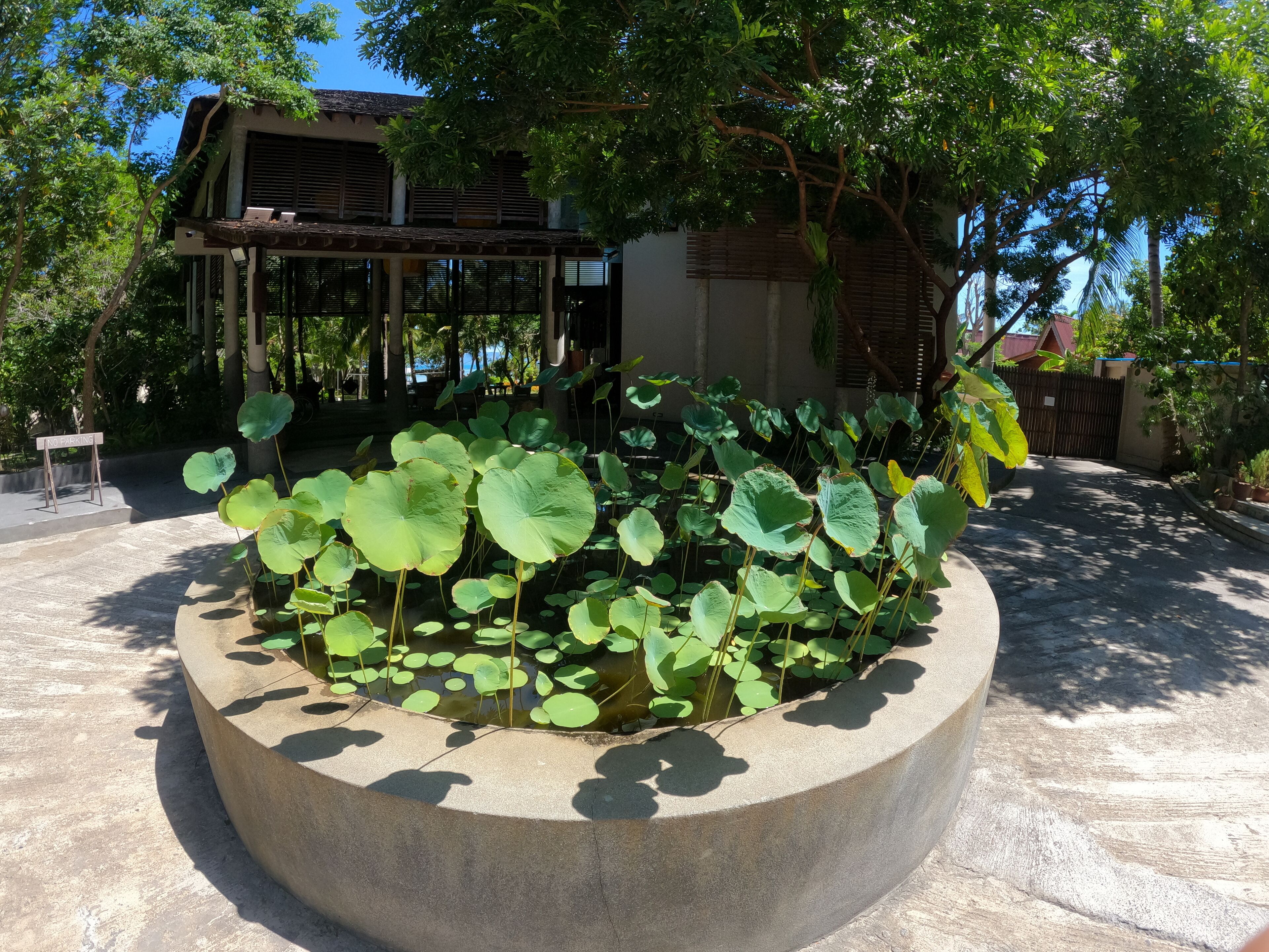 Una jardinera de concreto con lirios acuáticos y un cartel de 'No Parking' en un espacio exterior soleado, con un edificio al fondo.