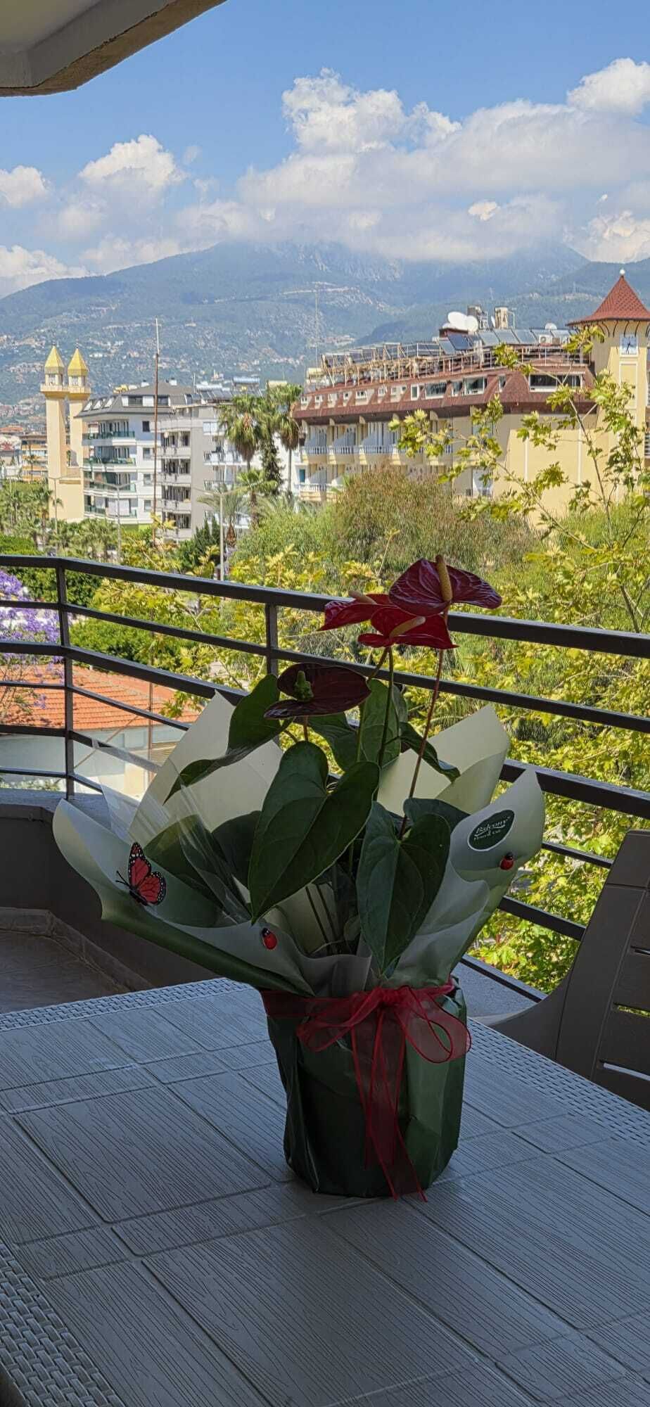 Un balcón con una planta en maceta, vista a edificios y cielo despejado.