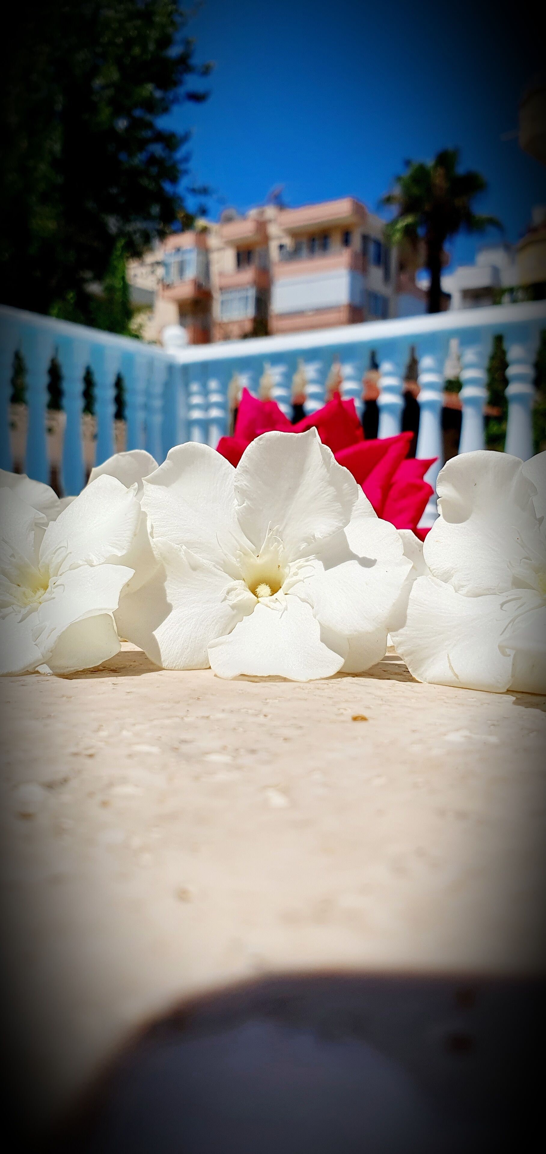 Photo - Palmen Apart Hotel