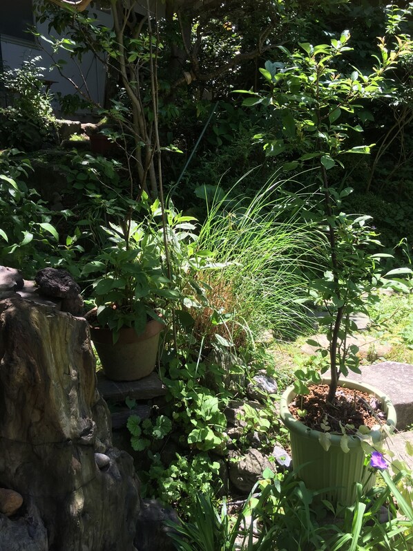 A garden with various plants and a tree stump. - Guest House Yamato (Kyoto)