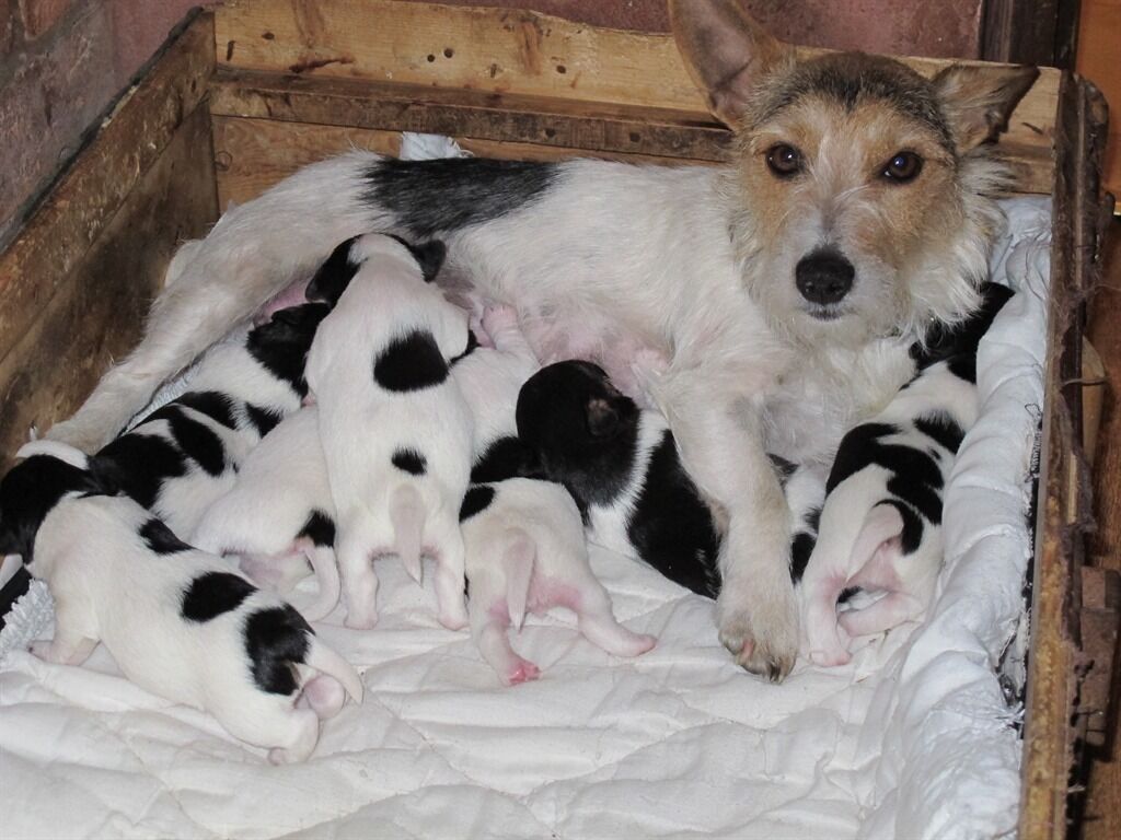 Um cão com filhotes numa caixa de madeira.