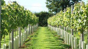 A vineyard with rows of grapevines supported by wooden stakes. - Lobhill Farmhouse (Okehampton)