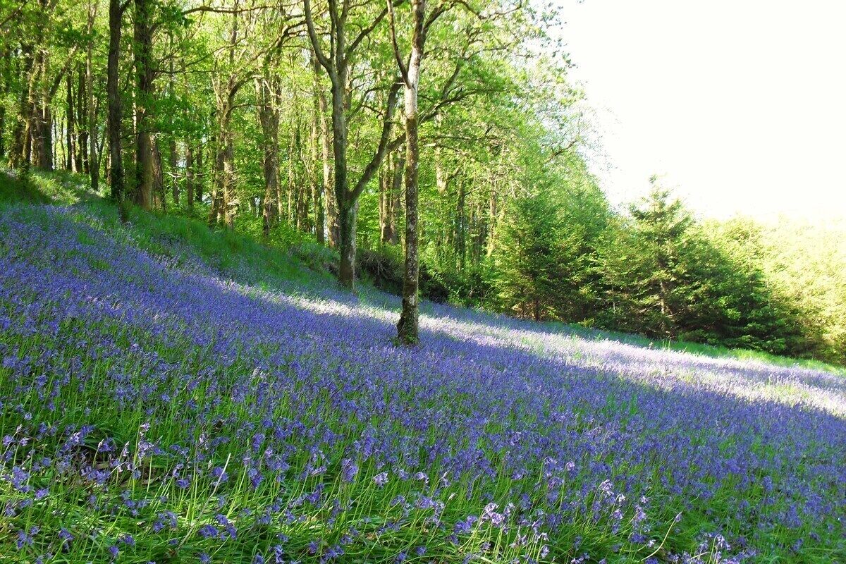 Un champ de fleurs bleues, avec des arbres en arrière-plan.