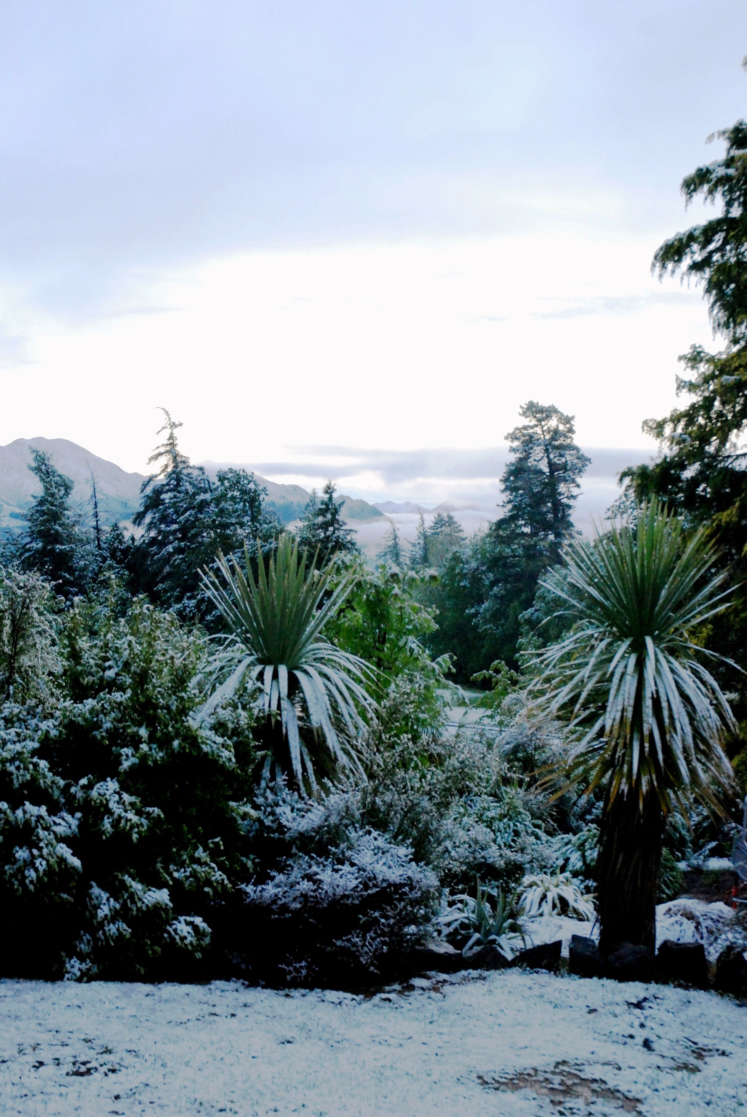Um jardim com plantas e árvores cobertas de neve, céu claro e montanhas ao fundo.