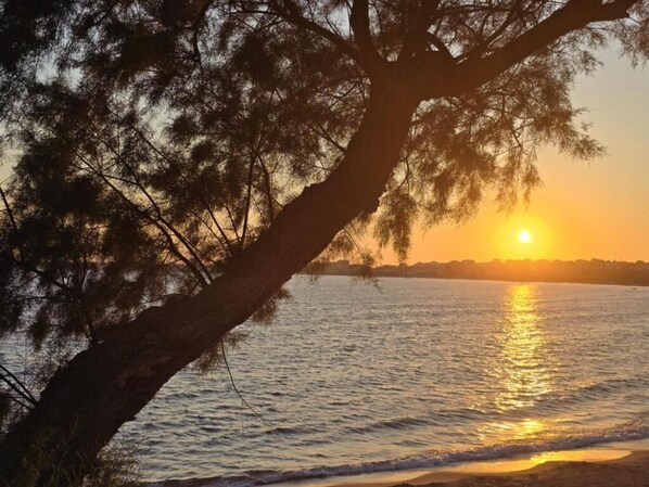 A sunset over a body of water with a tree in the foreground.