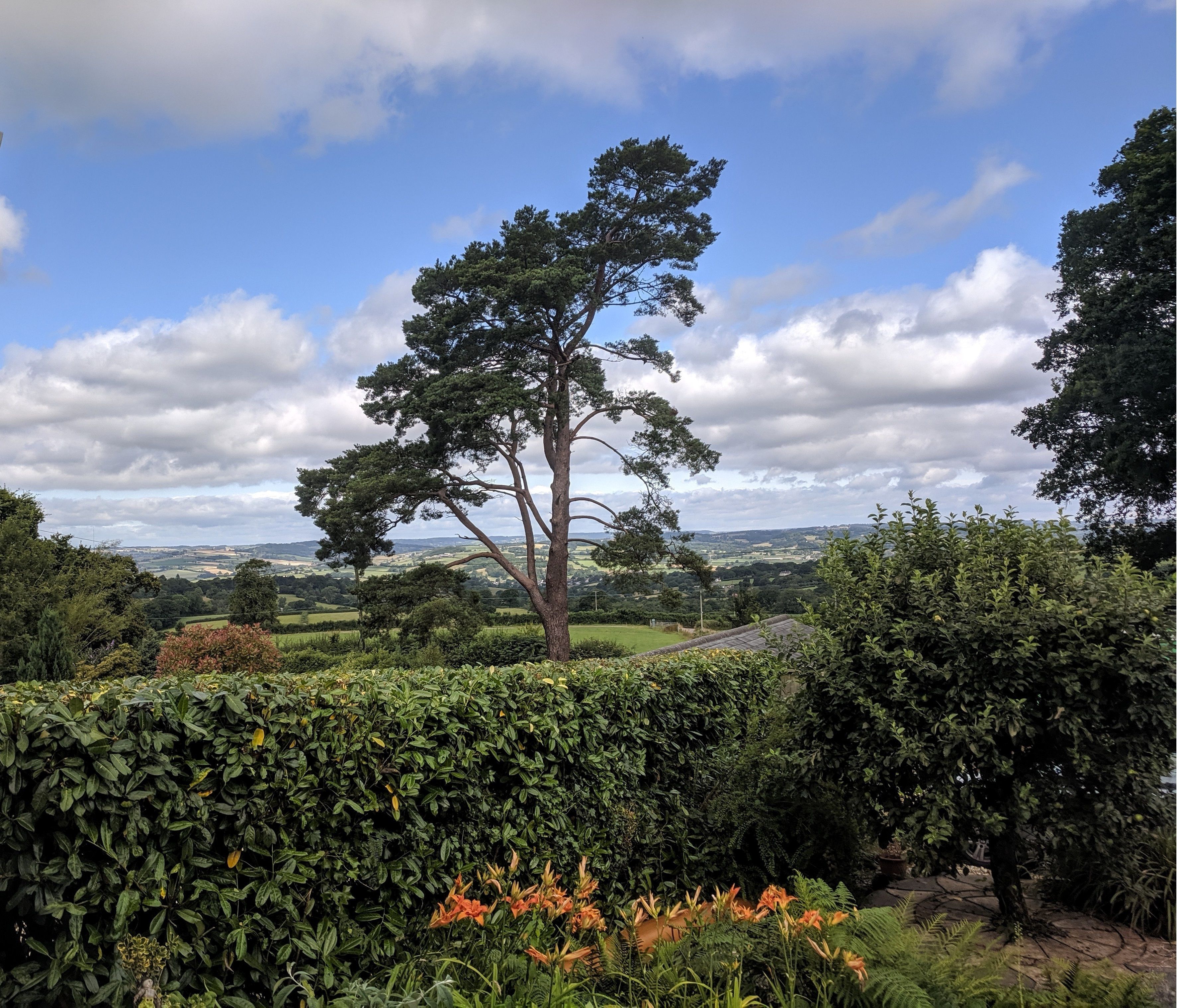 A landscape with a prominent tree, lush greenery, and a distant view of rolling hills.