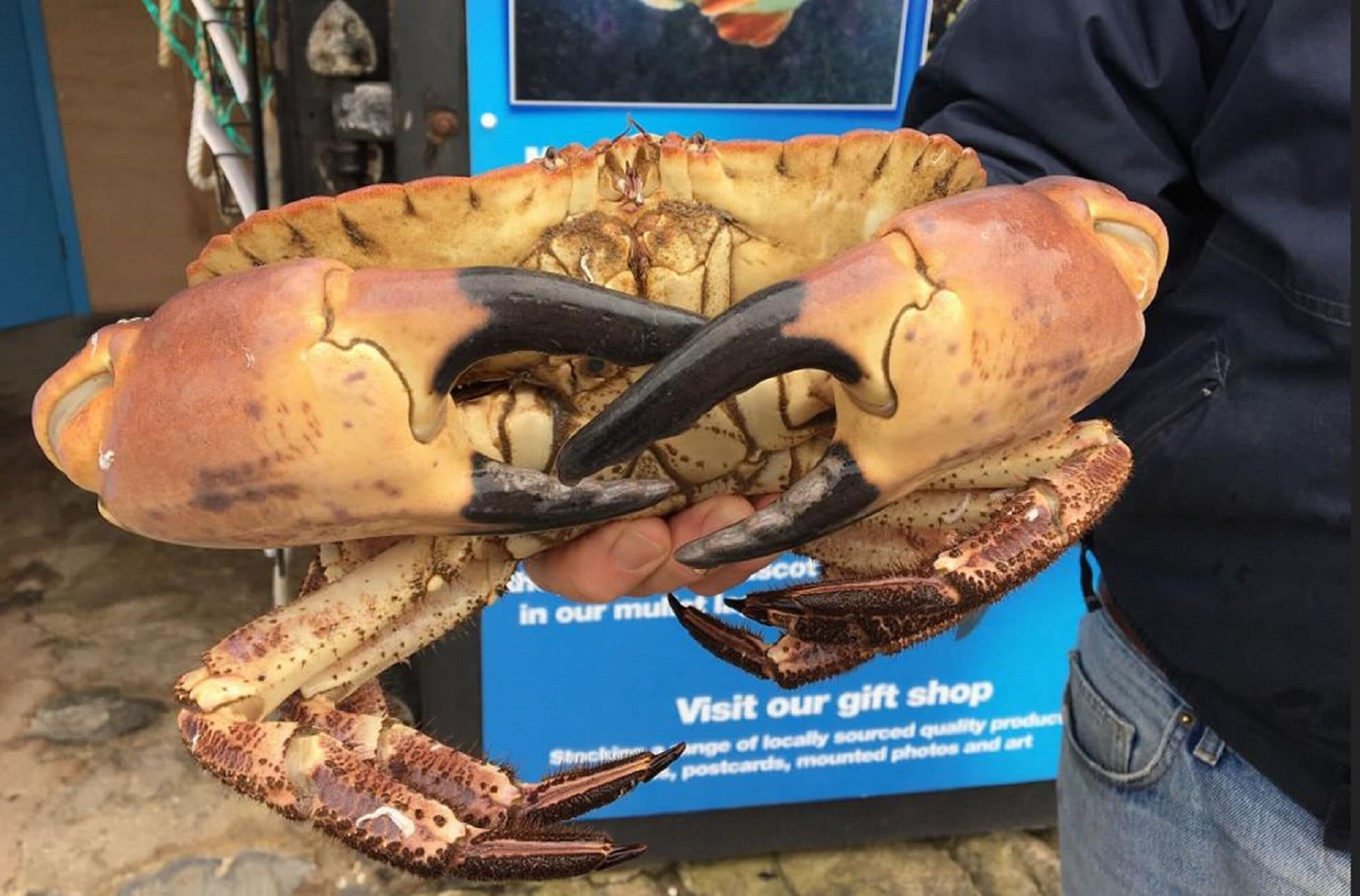 Een persoon houdt een grote krab met opvallende scharen vast.
