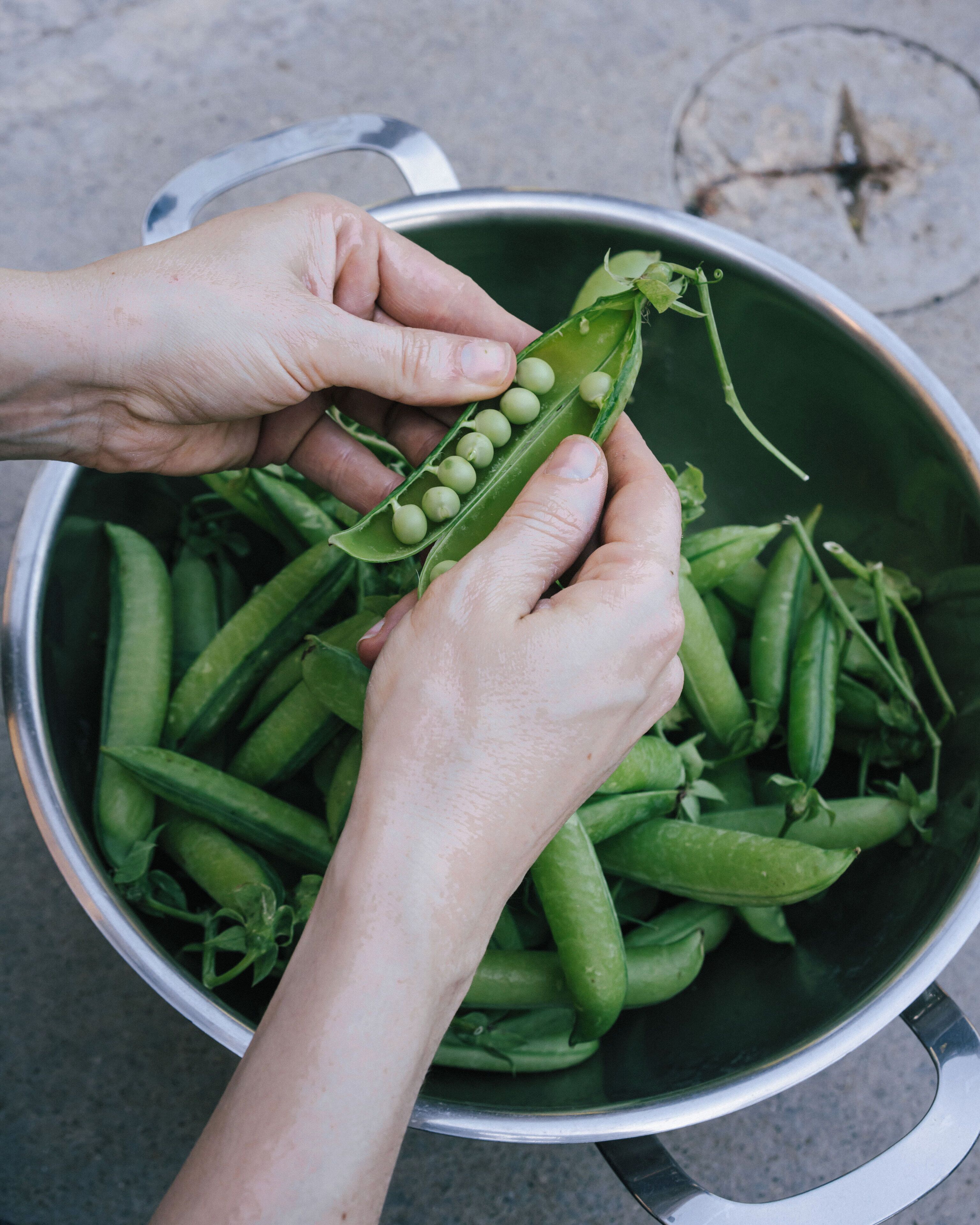 Des mains tenant une gousse de petits pois au-dessus d’un récipient rempli de petits pois verts.