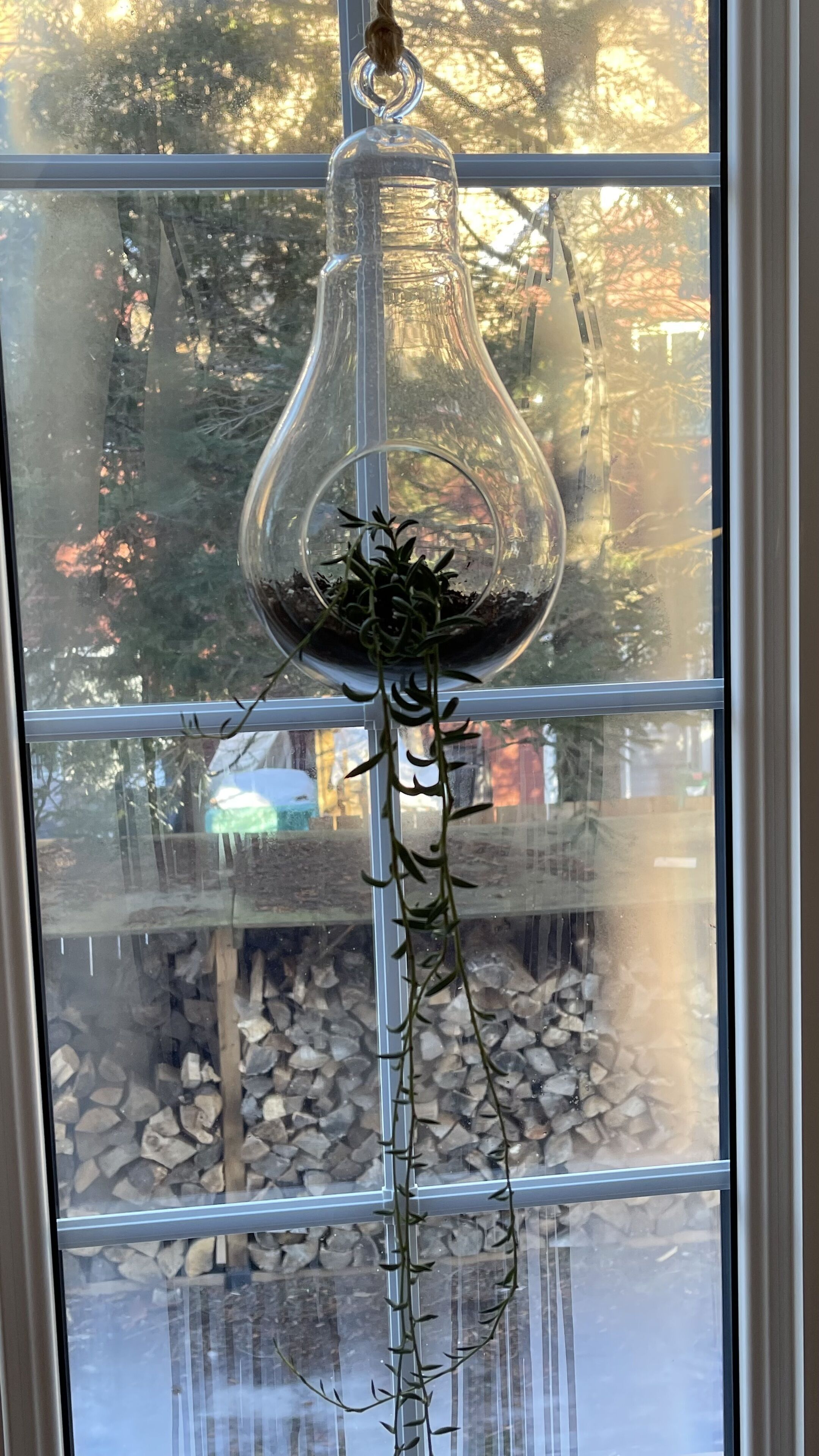 On voit clairement, à travers une fenêtre, une plante suspendue à l’intérieur d’une bouteille en verre.