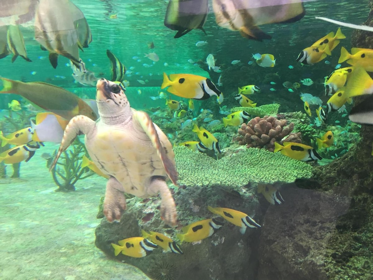 館山 Kamogawa Sea World Hotel ホテル プール