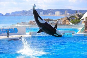 Une orque se produisant dans une piscine, avec un paysage côtier en arrière-plan.