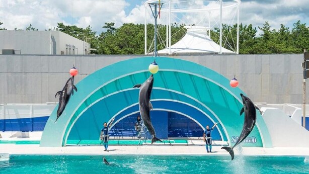 Un spectacle de dauphins dans un parc aquatique, avec une grande piscine et une scène.