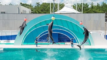 Sæsonbestemt udendørs pool