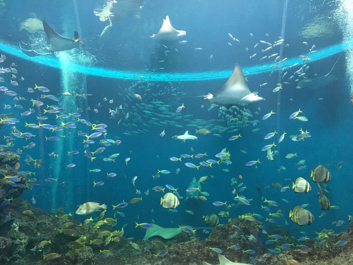 館山 Kamogawa Sea World Hotel ホテル ロビー